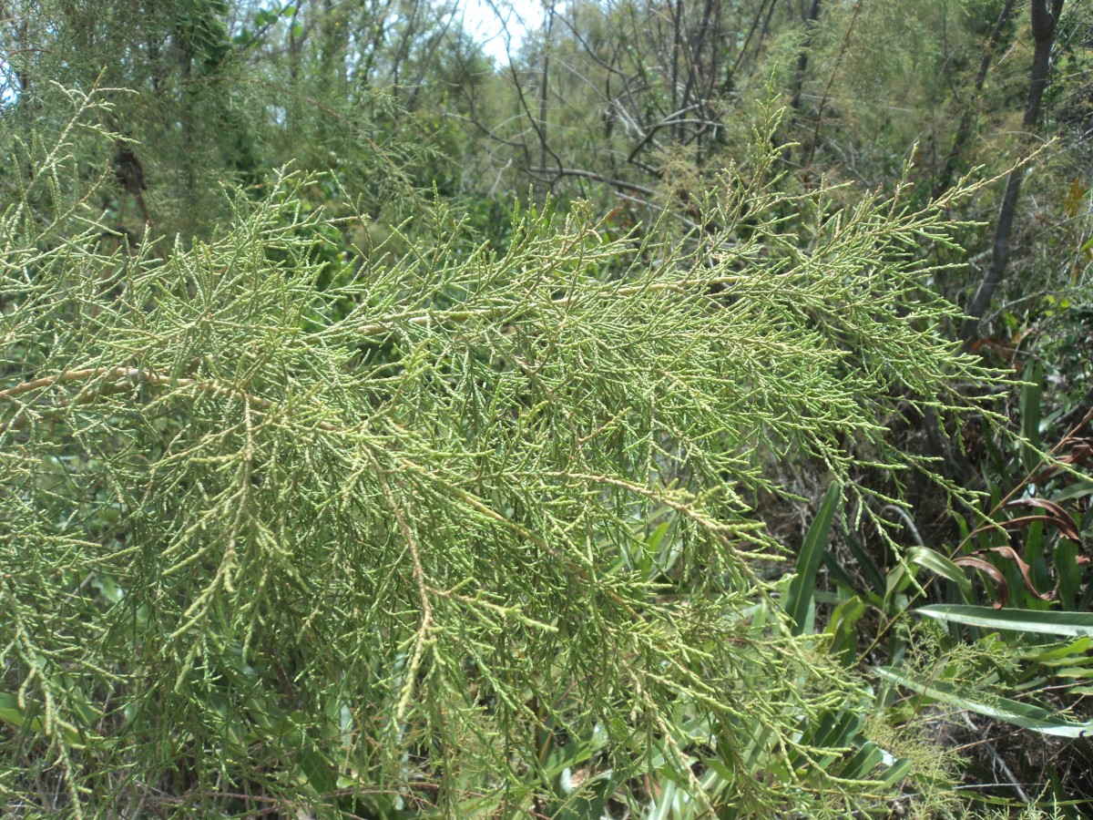 Tamarix indica Willd.